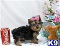 Yorkshire Terrier